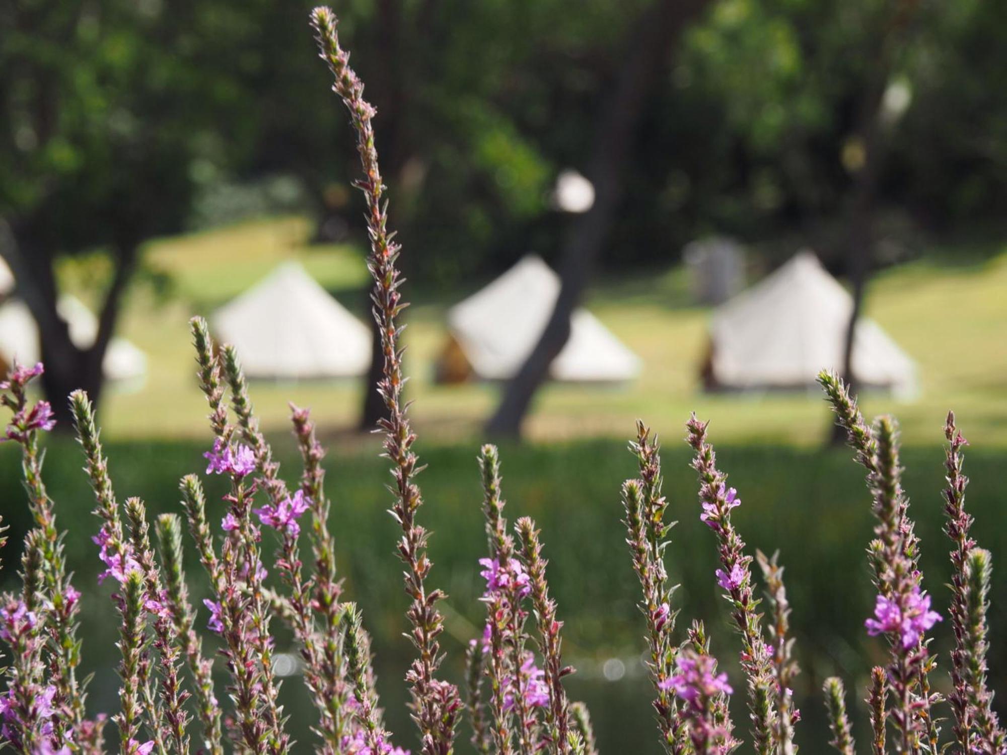 רד היל סאות' Iluka Retreat Glamping Village מראה חיצוני תמונה